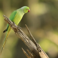 Aleksandretta obrożna - Psittacula krameri - Rose-ringed Parakeet