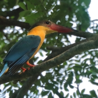 Łowiec niebieskoskrzydły - Pelargopsis capensis - Stork-billed Kingfisher