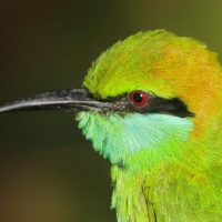 Żołna wschodnia - Merops orientalis - Green Bee-eater