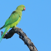 Aleksandretta obrożna - Psittacula krameri - Rose-ringed Parakeet