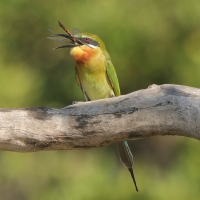 Żołna modrosterna - Merops philippinus - Blue-tailed Bee-eater