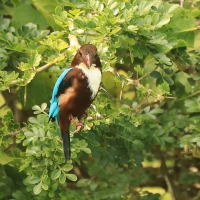 Łowiec krasnodzioby - Halcyon smyrnensis - White-breasted Kingfisher