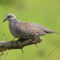 Synogarlica perłoszyja - Streptopelia chinensis - Spotted Dove