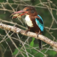 Łowiec krasnodzioby - Halcyon smyrnensis - White-breasted Kingfisher