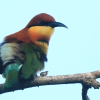Żołna obrożna - Merops leschenaulti  - Chestnut-headed Bee-eater