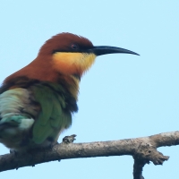 Żołna obrożna - Merops leschenaulti  - Chestnut-headed Bee-eater