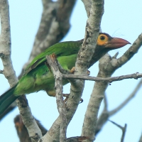 Pstrogłów nakrapiany - Psilopogon zeylanicus - Brown-headed Barbet