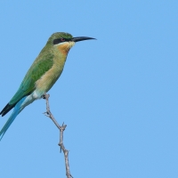 Żołna modrosterna - Merops philippinus - Blue-tailed Bee-eater