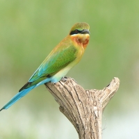 Żołna modrosterna - Merops philippinus - Blue-tailed Bee-eater