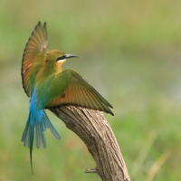 Żołna modrosterna - Merops philippinus - Blue-tailed Bee-eater