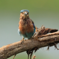 Kraska orientalna - Coracias benghalensis - Indian Roller
