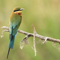 Żołna modrosterna - Merops philippinus - Blue-tailed Bee-eater