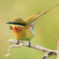 Żołna modrosterna - Merops philippinus - Blue-tailed Bee-eater