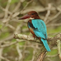 Łowiec krasnodzioby - Halcyon smyrnensis - White-breasted Kingfisher