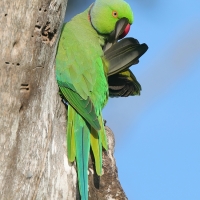 Aleksandretta obrożna - Psittacula krameri - Rose-ringed Parakeet