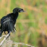 Kormoran skromny - Microcarbo niger - Little Cormorant