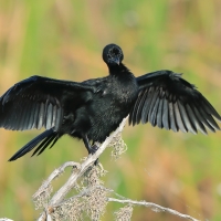 Kormoran skromny - Microcarbo niger - Little Cormorant