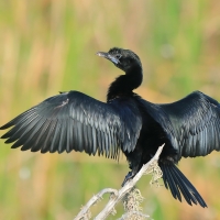 Kormoran skromny - Microcarbo niger - Little Cormorant