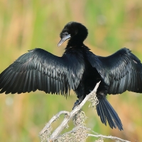 Kormoran skromny - Microcarbo niger - Little Cormorant