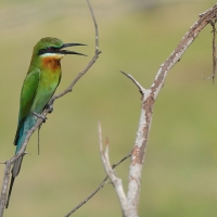 Żołna modrosterna - Merops philippinus - Blue-tailed Bee-eater