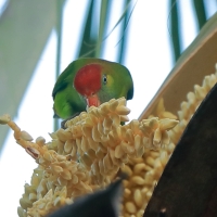 Zwisogłówka złotawa - Loriculus beryllinus - Sri Lanka Hanging Parrot