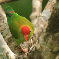 Zwisogłówka złotawa - Loriculus beryllinus - Sri Lanka Hanging Parrot
