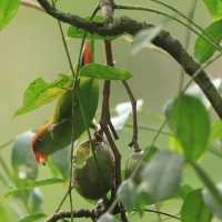 Zwisogłówka złotawa - Loriculus beryllinus - Sri Lanka Hanging Parrot