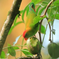 Zwisogłówka złotawa - Loriculus beryllinus - Sri Lanka Hanging Parrot