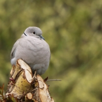 Sierpówka - Streptopelia decaocto - Eurasian Collared Dove