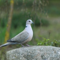 Sierpówka - Streptopelia decaocto - Eurasian Collared Dove
