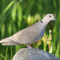 Sierpówka - Streptopelia decaocto - Eurasian Collared Dove