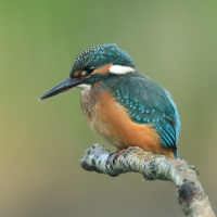 Zimorodek zwyczajny - Alcedo atthis - Common Kingfisher