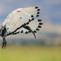 Ibis czczony - Threskiornis aethiopicus - Sacred Ibis