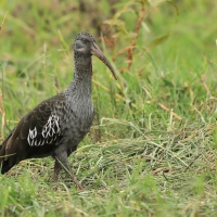 Ibis koralikowy - Bostrychia carunculata - Wattled Ibis