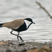 Czajka szponiasta - Vanellus spinosus - Spur-winged Lapwing
