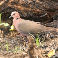 Synogarlica czerwonooka - Streptopelia semitorquata - Red-eyed Dove
