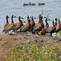 Drzewica białolica - Sarkidiornis melanotos - White-faced Whistling Duck