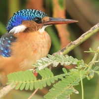 Zimorodek malachitowy - Corythornis cristatus  - African Malachite Kingfisher