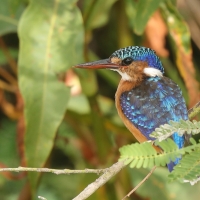 Zimorodek malachitowy - Corythornis cristatus  - African Malachite Kingfisher