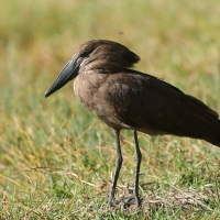 Waruga - Scopus umbretta - Hamerkop
