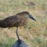 Waruga - Scopus umbretta - Hamerkop