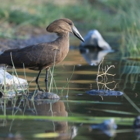 Waruga - Scopus umbretta - Hamerkop