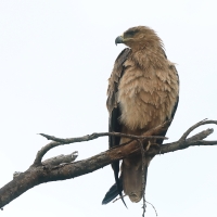 Orzeł sawannowy - Aquila rapax - Tawny Eagle