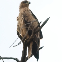 Orzeł sawannowy - Aquila rapax - Tawny Eagle