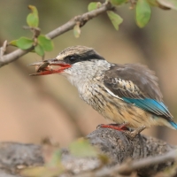 Łowiec kreskowany - Halcyon chelicuti - Striped Kingfisher
