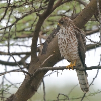Krogulec mały - Accipiter badius  - Shikra
