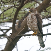 Krogulec mały - Accipiter badius  - Shikra