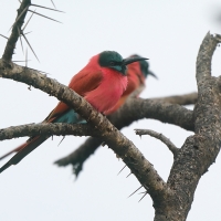 Żołna szkarłatna - Merops nubicus - Northern Carmine Bee-eater