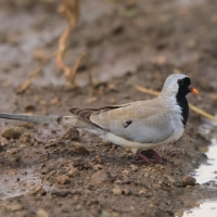 Turkaweczka czarnogardła - Oena capensis - Namaqua Dove