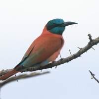 Żołna szkarłatna - Merops nubicus - Northern Carmine Bee-eater